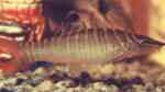 Syncrossus hymenophysa im Aquarium halten (Einrichtungsbeispiele für Grüne Tigerschmerlen)