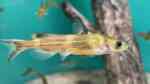 Tachysurus nudiceps im Aquarium halten (Einrichtungsbeispiele für Honig-Stachelwels)