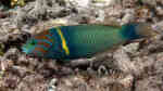 Thalassoma hebraicum im Aquarium halten (Einrichtungsbeispiele für Goldener Lippfisch)