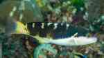 Thalassoma jansenii im Aquarium halten (Einrichtungsbeispiele für Janssens Lippfisch)