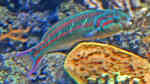 Thalassoma quinquevittatum im Aquarium halten (Einrichtungsbeispiele für Rotstreifen-Junker)