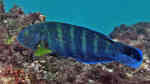 Thalassoma septemfasciatum im Aquarium halten (Einrichtungsbeispiele für Siebenstreifen Lippfisch)