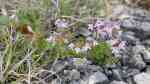 Thymus longicaulis am Gartenteich (Einrichtungsbeispiele mit Langer Thymian)