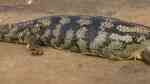 Tiliqua scincoides scincoides im Terrarium halten (Einrichtungsbeispiele für Östlicher Blauzungenskink)