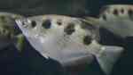 Toxotes chatareus im Aquarium halten (Einrichtungsbeispiele für Gefleckter Schützenfisch)