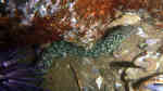 Uropterygius xanthopterus im Aquarium halten (Einrichtungsbeispiele für Sommersprossenmuräne)