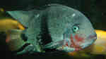 Vieja maculicauda im Aquarium halten (Einrichtungsbeispiele für Schwarzgürtelbuntbarsche)
