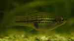 Xiphophorus nezahualcoyotl im Aquarium halten (Einrichtungsbeispiele für Nördlicher Bergschwertträger)