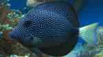 Zebrasoma gemmatum  im Aquarium halten (Einrichtungsbeispiele für Mauritius Segelflossen Doktor)