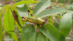 Haltung von Zonocerus variegatus (Einrichtungsbeispiele mit Harlekinheuschrecken)