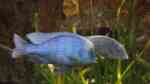 Einrichtungsbeispiele mit Cyrtocara moori (Blauer Delphin, Malawi Buckelkopf)