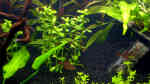Aquarien mit Hyphessobrycon sweglesi (Roter Phantomsalmler)