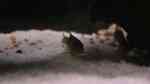 Einrichtungsbeispiele für Metallpanzerwelse (Corydoras aeneus)
