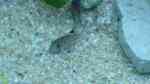 Aquarien für Corydoras julii (Julii-Panzerwels)