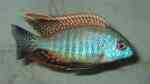 Lethrinops sp. rainbow tanzania im Aquarium halten (Einrichtungsbeispiele für Lethrinops sp. rainbow tanzania)