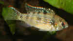Aquarien mit Afrikanischen Schmetterlingsbuntbarschen (Anomalochromis thomasi) im Aquarium