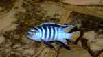 Chindongo elongatus mpanga im Aquarium (Einrichtungsbeispiele mit Pseudotropheus elongatus mpanga)