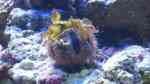 Mespilia globulus im Aquarium halten (Einrichtungsbeispiele für Kugel-Seeigel)