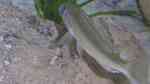 Einrichtungsbeispiele für die Haltung von Champsochromis caeruleus (Forellenbuntbarsch) im Aquarium