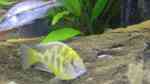 Nimbochromis venustus im Aquarium (Einrichtungsbeispiele mit Pfauenmaulbrüter)