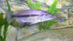 Einrichtungsbeispiele für Taeniochromis holotaenia