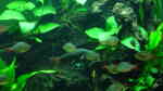 Epalzeorhynchos bicolor im Aquarium halten (Einrichtungsbeispiele für Feuerschwanz)