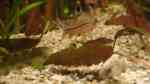 Aquarien mit Corydoras agassizii (Silberstreifen Panzerwels)