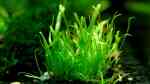 Aquarien mit Utricularia graminifolia (Grasblättriger Wasserschlauch)