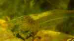 Aquarien mit Caridina cf. babaulti (Grüne Zwerggarnele)