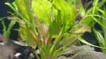 Aquarien mit Echinodorus Oriental (Oriental Schwertpflanze)