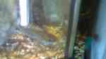 Channa bleheri im Aquarium halten (Einrichtungsbeispiele für Regenbogen-Schlangenkopf)