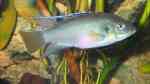 Einrichtungsbeispiele für Benitochromis-Arten