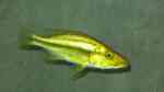 Einrichtungsbeispiele für Aquarien mit Dimidiochromis-Arten aus dem Malawisee