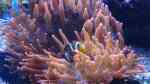 Aquarien mit Amphiprion percula (Trauerband-Anemonenfisch)