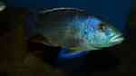 Einrichtungsbeispiele für die Haltung von Nimbochromis livingstonii (Schläfer) im Aquarium