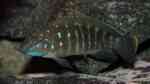 Eretmodus cyanostictus im Aquarium halten (Einrichtungsbeispiele für Gestreifte Grundelbuntbarsche)