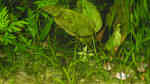 Aquarien mit Sagittaria subulata (Zwergpfeilkraut)