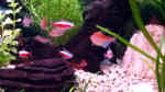 Aquarien für Hyphessobrycon pyrrhonotus (Rotrücken-Kirschflecksalmler)