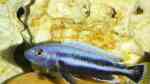Aquarien mit Melanochromis chipokae (Einrichtungsbeispiele für Chipokae-Maulbrüter)