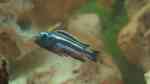 Einrichtungsbeispiele für Aquarien mit Melanochromis johannii (Kobaltorangebuntbarsch)