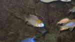 Lethrinops sp. yellow collar im Aquarium halten (Einrichtungsbeispiele für Lethrinops sp. "yellow collar" )