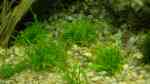 Aquarien mit Lilaeopsis brasiliensis (Brasilianische Graspflanze)
