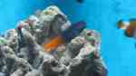 Aquarien mit Ecsenius bicolor (zweifarbiger Schleimfisch)