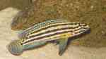 Aquarien mit Julidochromis regani (Vierstreifen-Schlankcichlide)