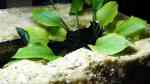Echinodorus latifolius im Aquarium pflegen (Einrichtungsbeispiele für Mittlere Schwertpflanze)