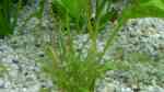 Aquarien mit Helanthium bolivianum (Breitblättrige Zwergschwertpflanze)