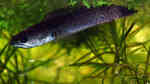 Aquarien mit Schlangenkopffischen (Channa, Parachanna)