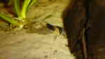 Corydoras melanistius im Aquarium halten (Einrichtungsbeispiele mit Schwarzsegel Panzerwels)