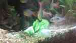 Piranhas im Aquarium halten (Einrichtungsbeispiele für Pygocentrus nattereri)