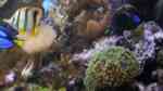 Aquarien mit Chelmon rostratus (Orangebinden-Pinzettfisch)